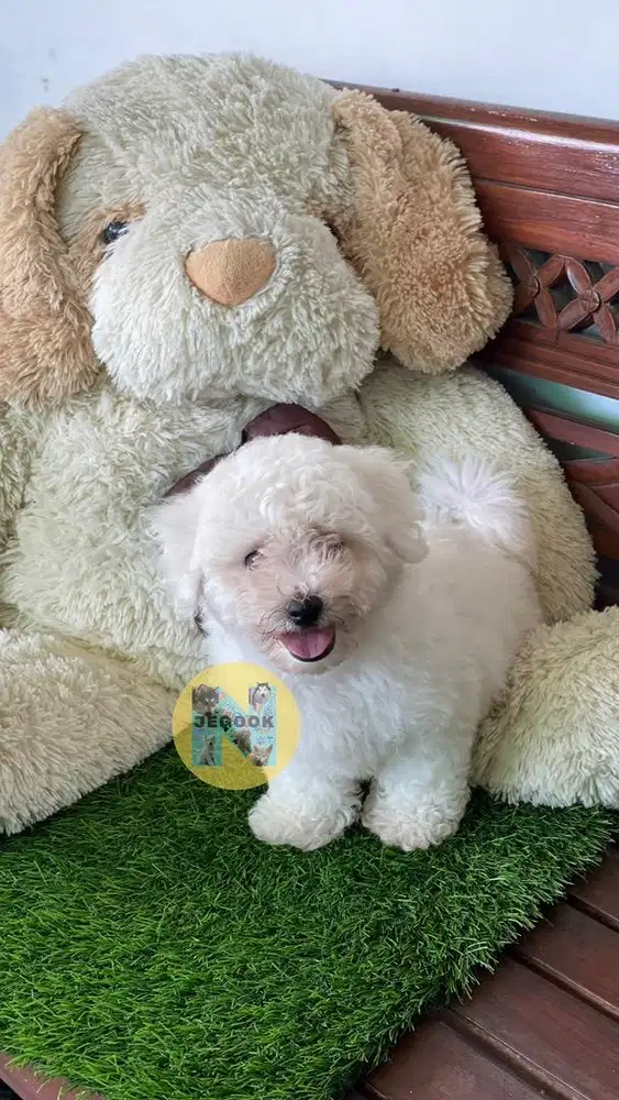 Mini Bichon Frise