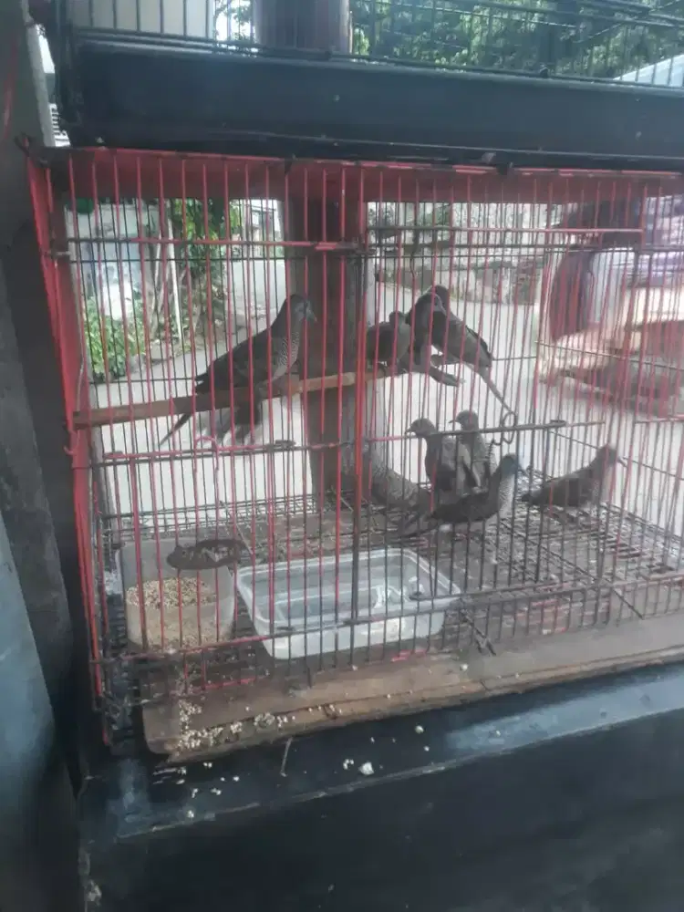 Perkutut lokal murmer