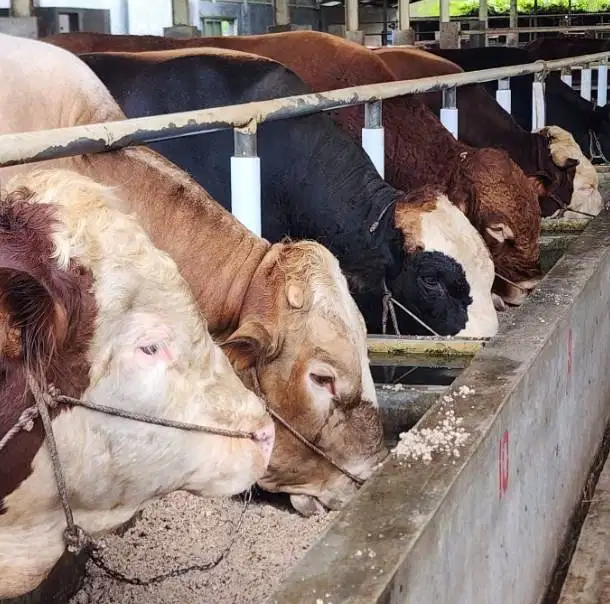 sapi limosin qurban premium 600kiloanUP siap hewan kurban 2026 jaminan