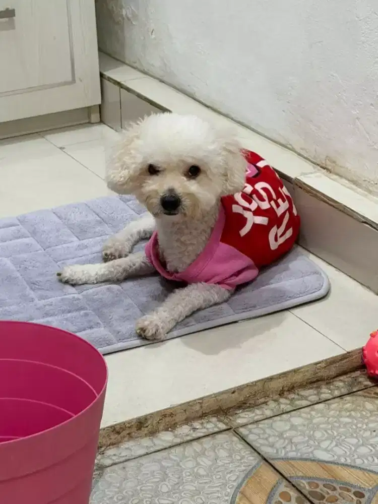 Jual poodle jantan 1 tahun