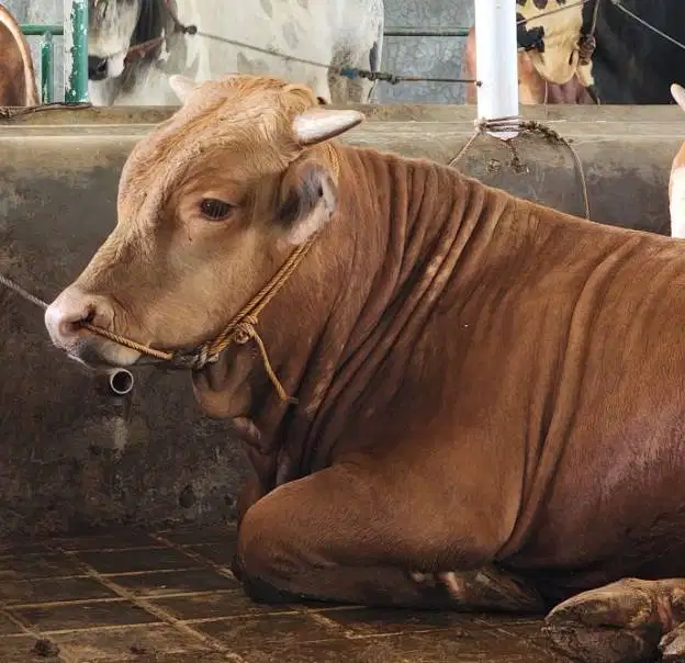 sapi qurban limosin 600kiloanUP siap sapi kurban premium 2026 jamin ok