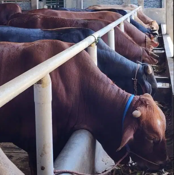 sapi qurban limosin 600kiloanUP siap sapi kurban premium 2026 jamin ok