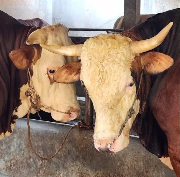 sapi limosin jantan 600kiloan layak hewan kurban premium 2026 jamin ok