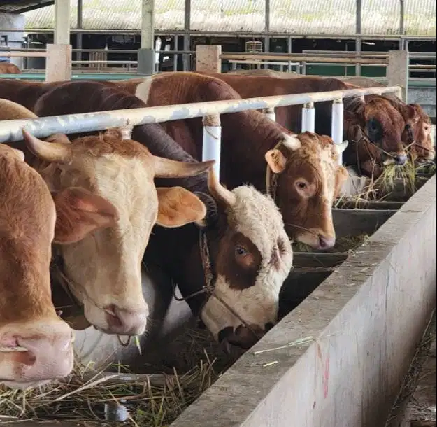 sapi limosin jantan 600kiloan 70rb-an/kilo timbang hidup rawatan puas