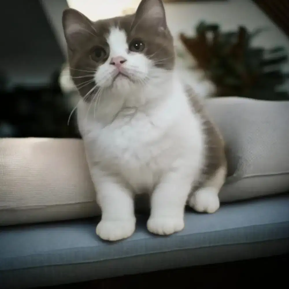 British shorthair bico cinnamon