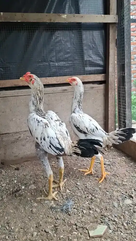 Sepasang Bulbi Pamagon jalak salju