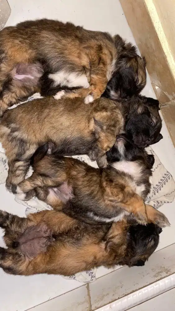 jual mini puppy dan anjing dewasa