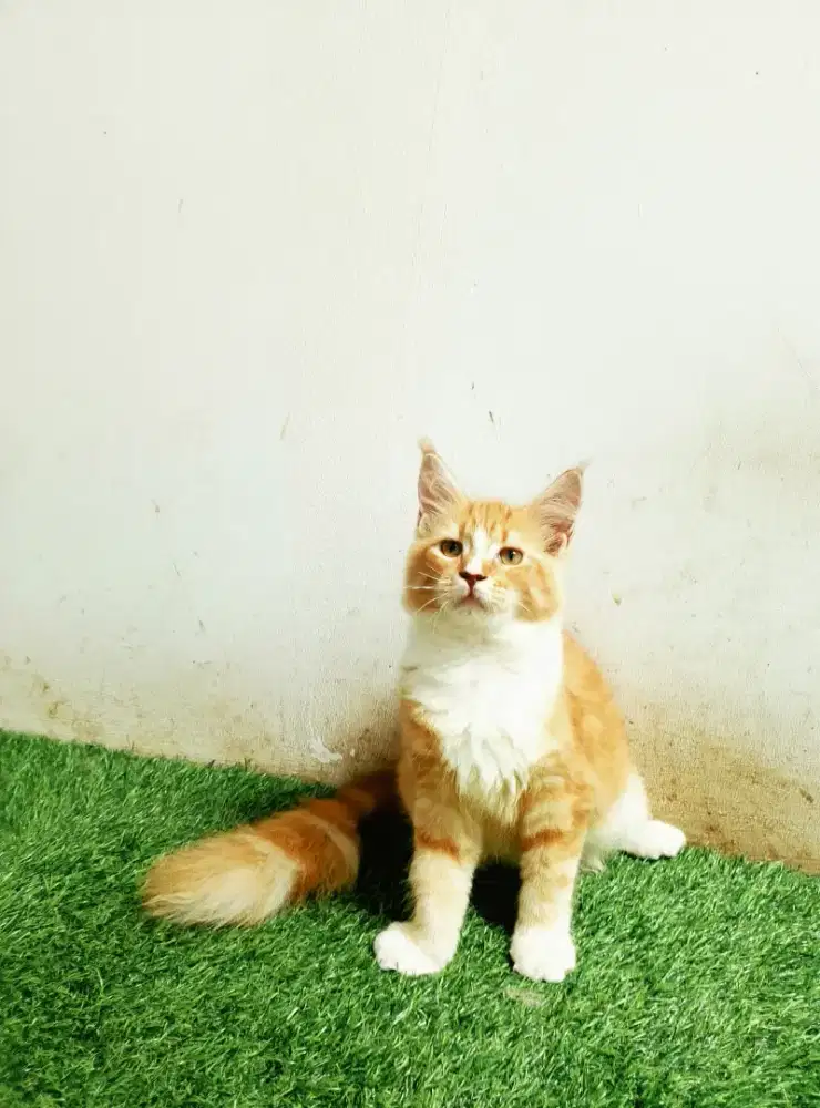 Kitten mainecoon Betina Pure No mix. Garansi