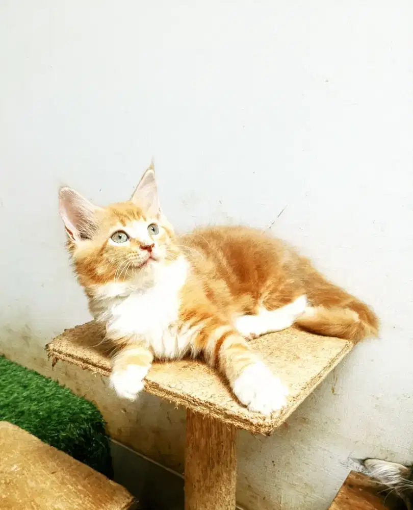 Kitten mainecoon Betina pure bkn mix. Induknya ped Cfa mainecoon