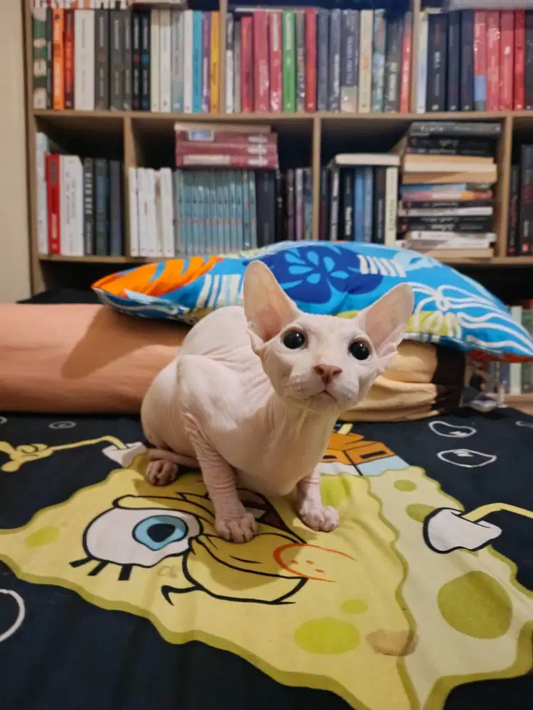 KUCING SPHYNX JANTAN