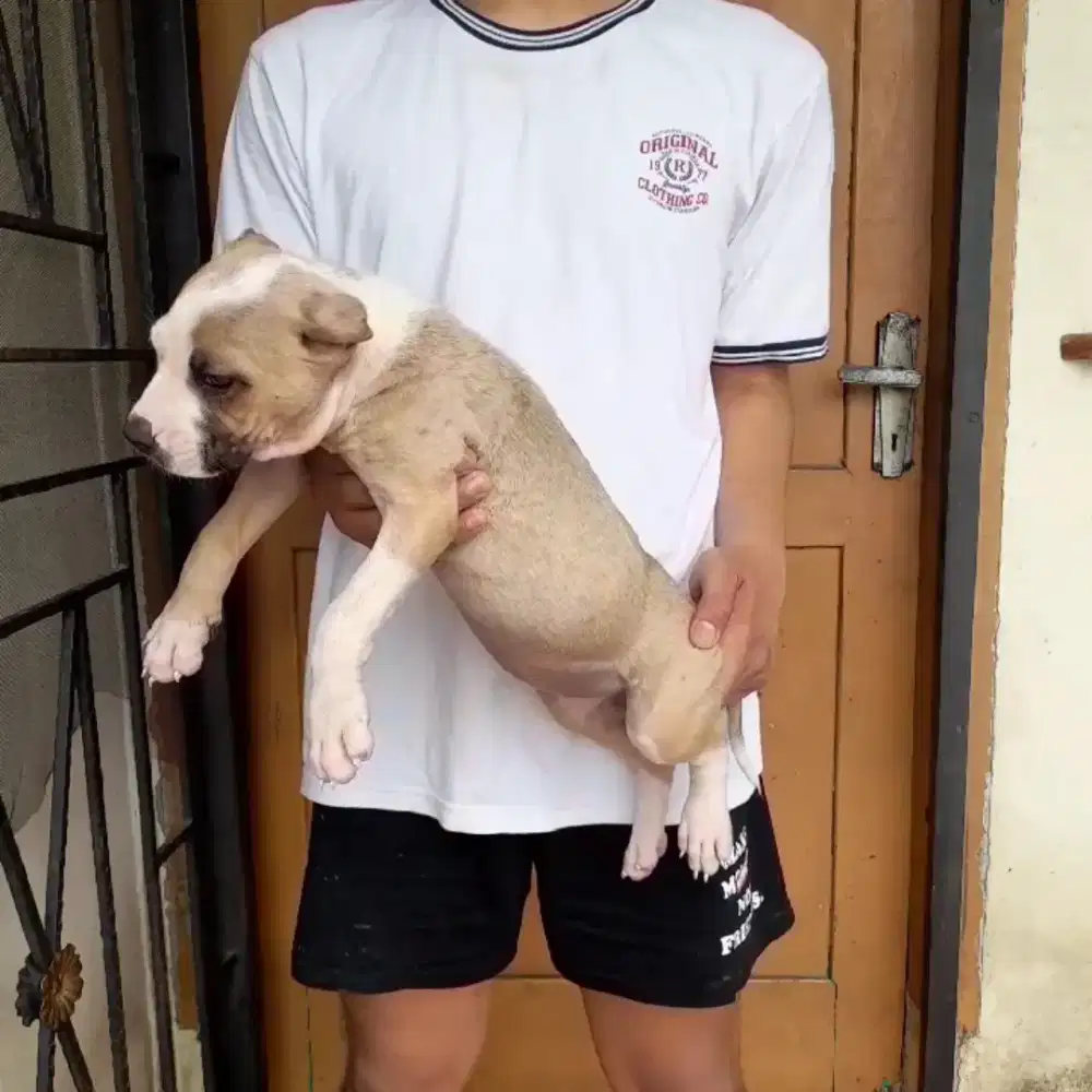 Anak anjing Pitbull