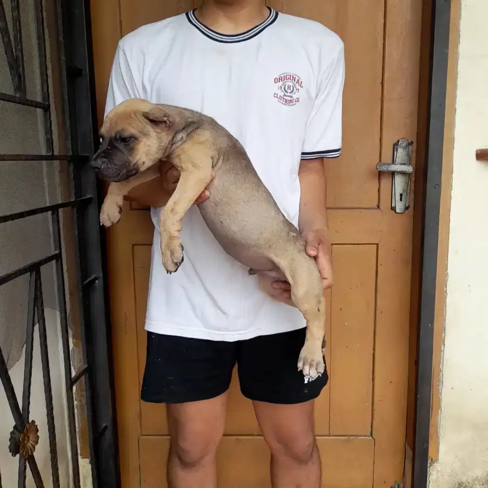 Anak anjing Pitbull