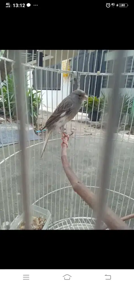 Kenari panda F1 jantan