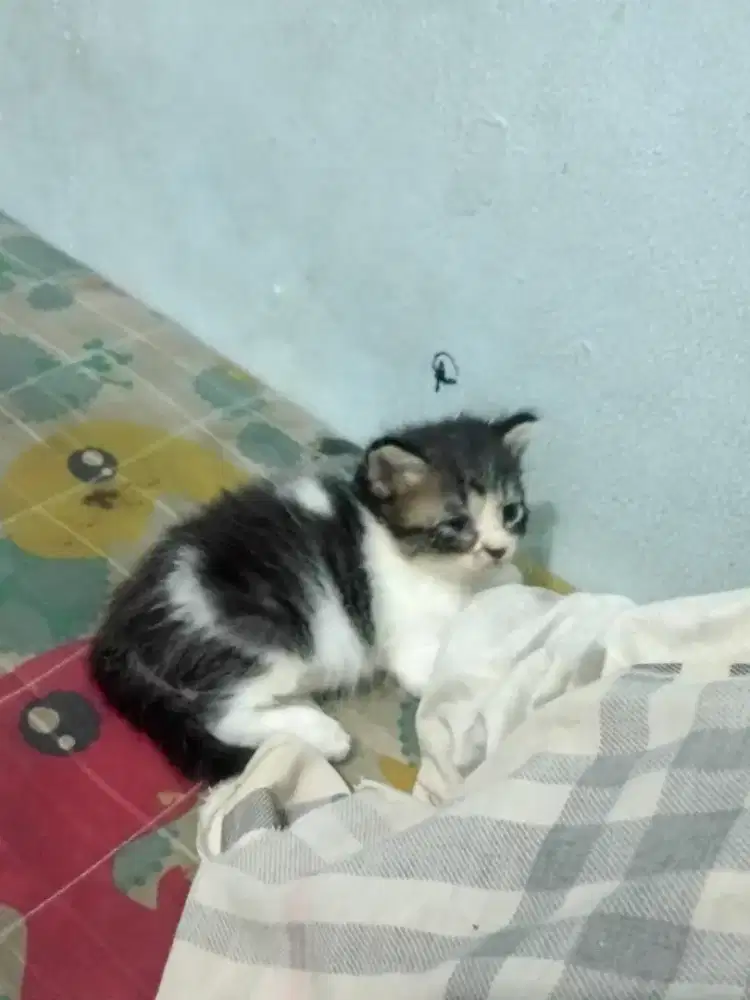 Anak kucing dan induknya