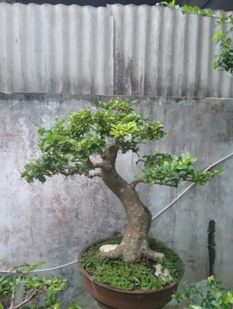 Bonsai delima batu
