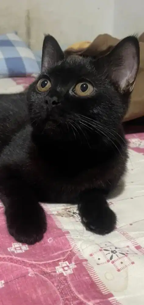 British shorthair jantan, warna hitam