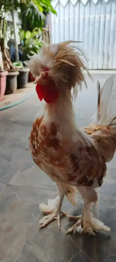 Dijual 22 ekor ayam hias (Poland, walik dan brahma)