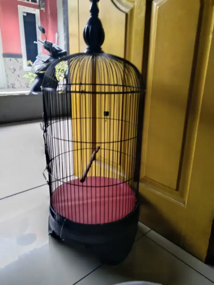 Sangkar burung Lovebird
