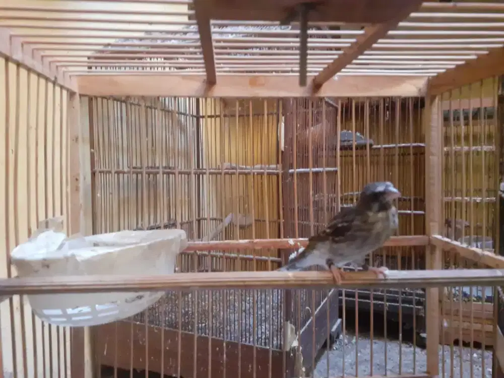 blackhtroat somerini