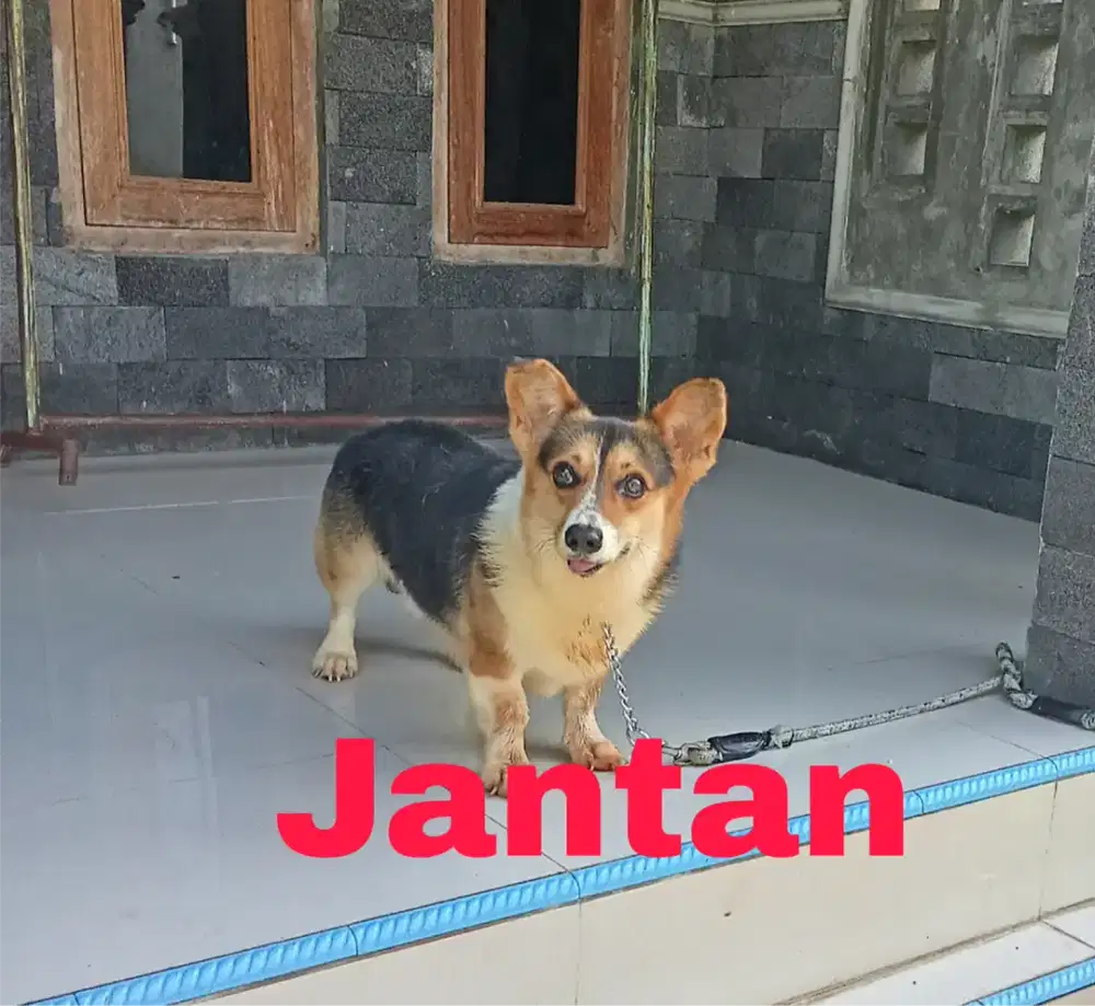 Pejantan corgi cakep