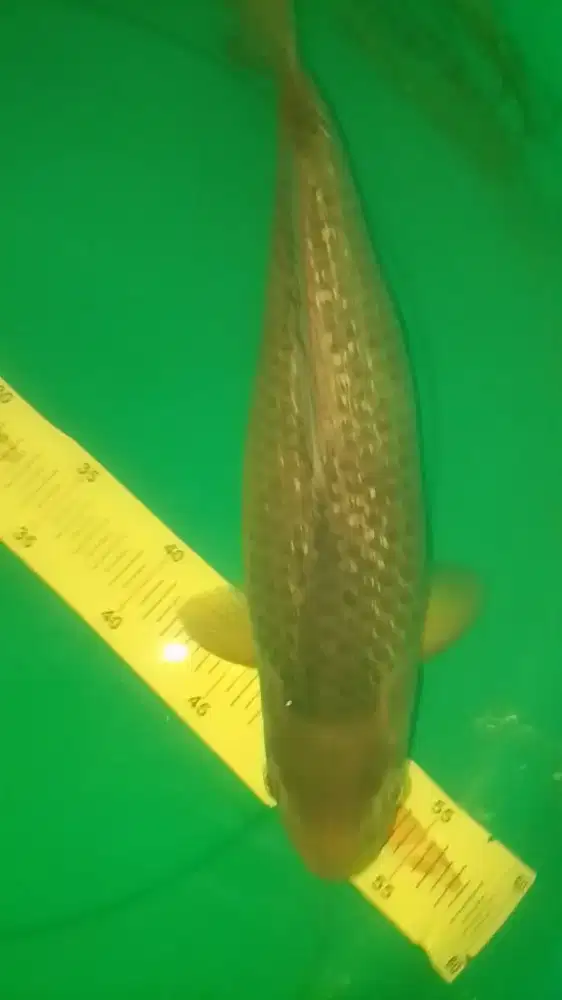 Ikan koi jenis Soragoi Ginrin 36cm