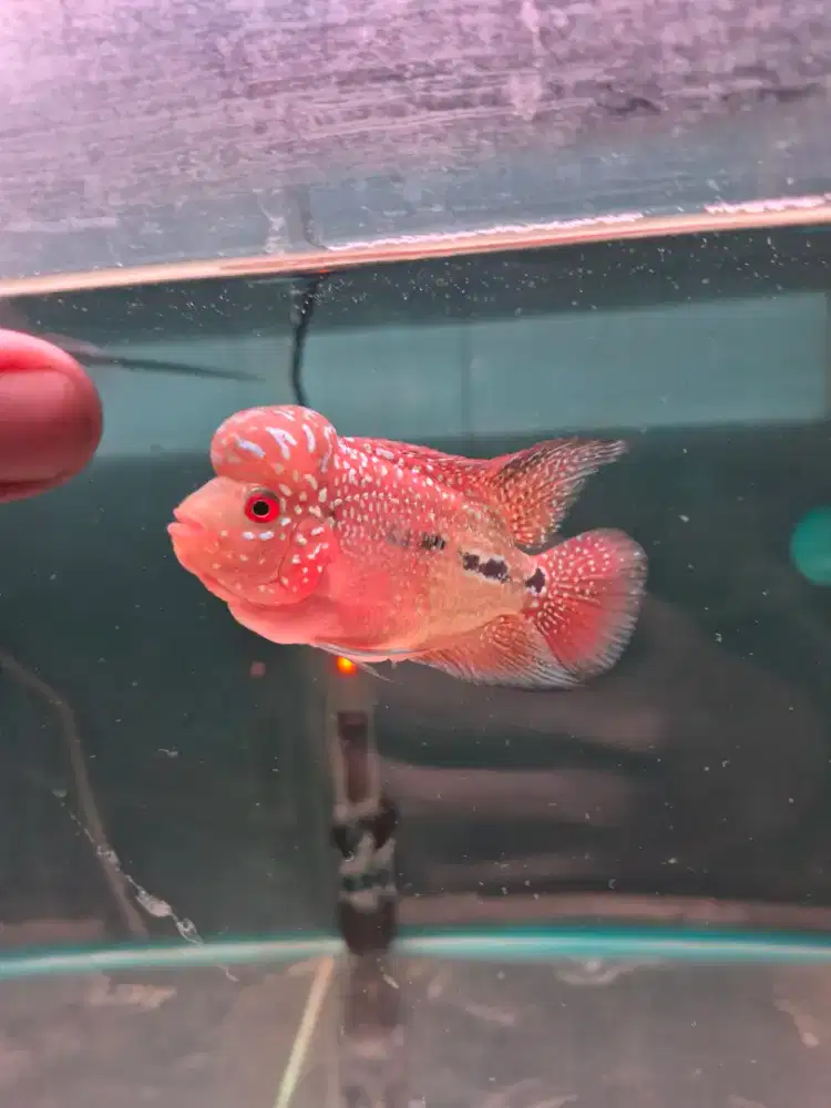 Ikan louhan kamfa f2 lokal