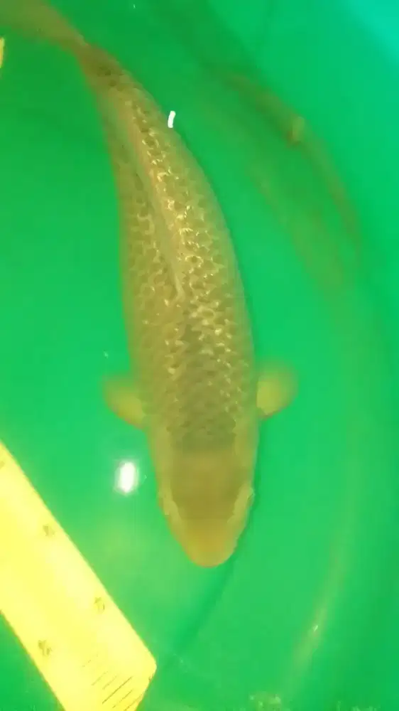 Ikan koi jenis Soragoi Ginrin 36cm female