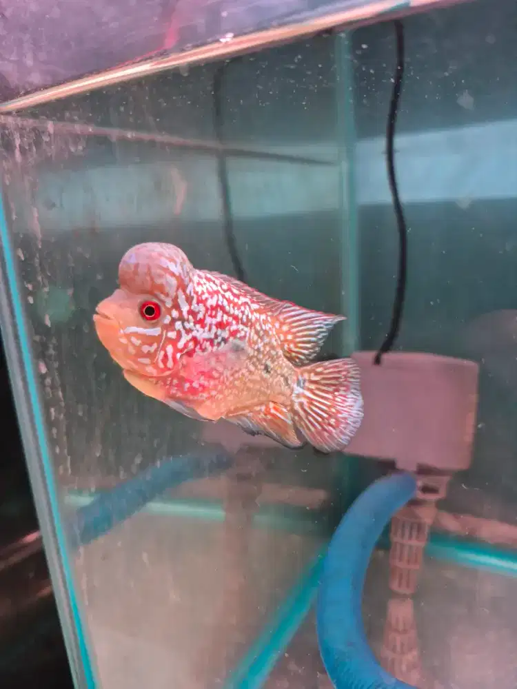 Ikan louhan kamfa f2 lokal