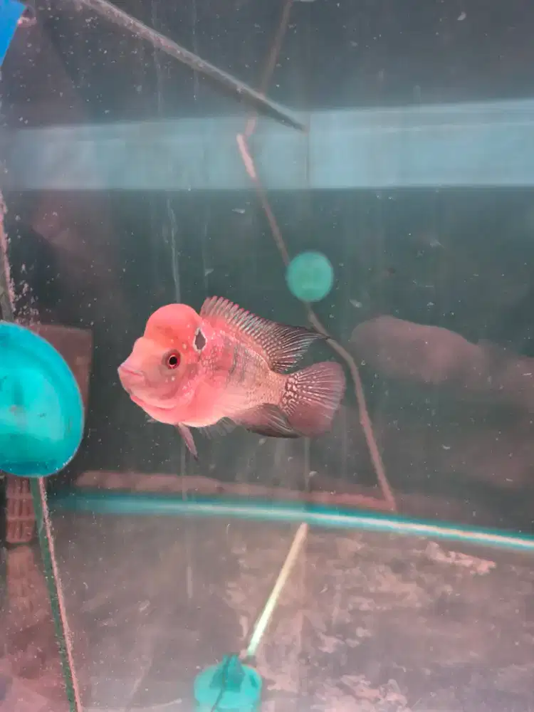 Ikan louhan kamfa klasik