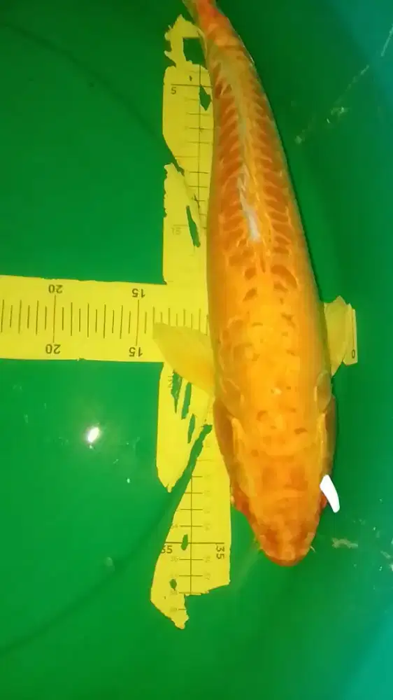 Ikan koi jenis Aragoke yellow metalik 43cm