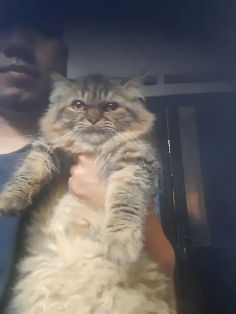 JUAL kucing kesayangan