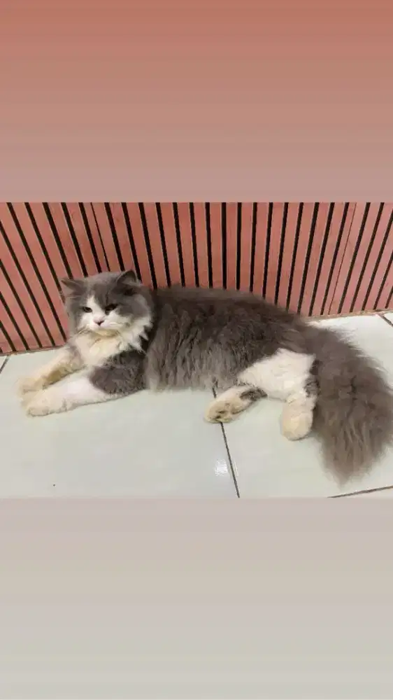 Lebas adop Persia jantan usia 12 bulan