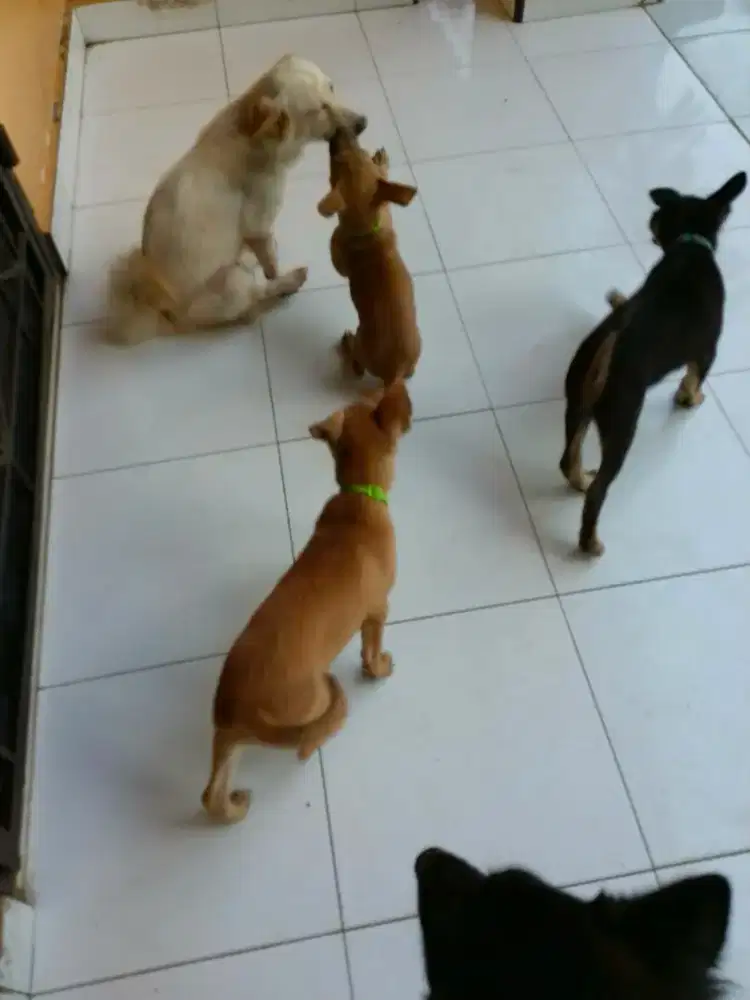 JUAL ANAK ANJING LUCU LINCAH 3 EKOR