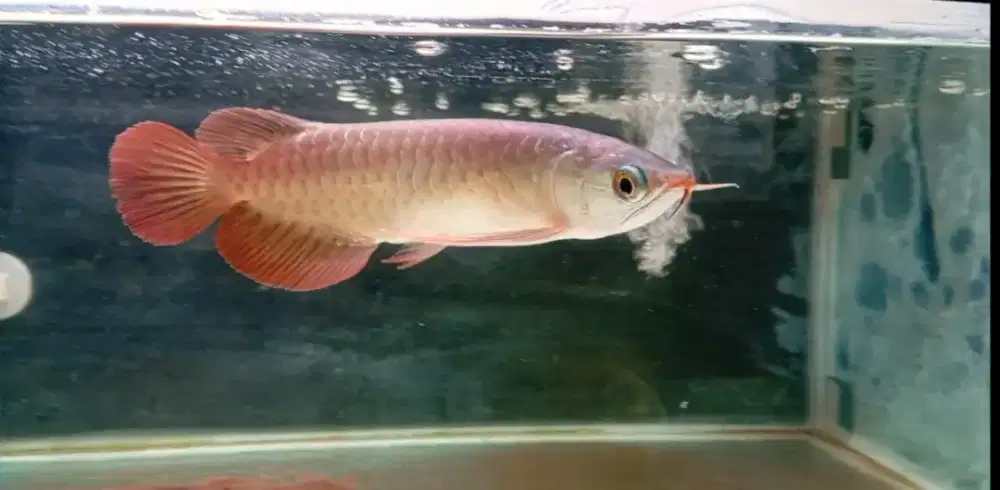 Arwana super red 25cm