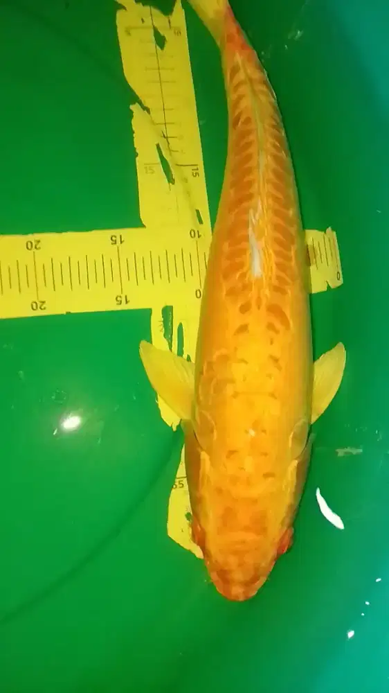 Ikan koi jenis Aragoke Doitsu 43cm yellow