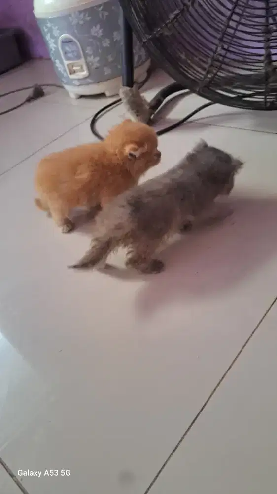 OPEN ADDOPT KITTEN PERSIA