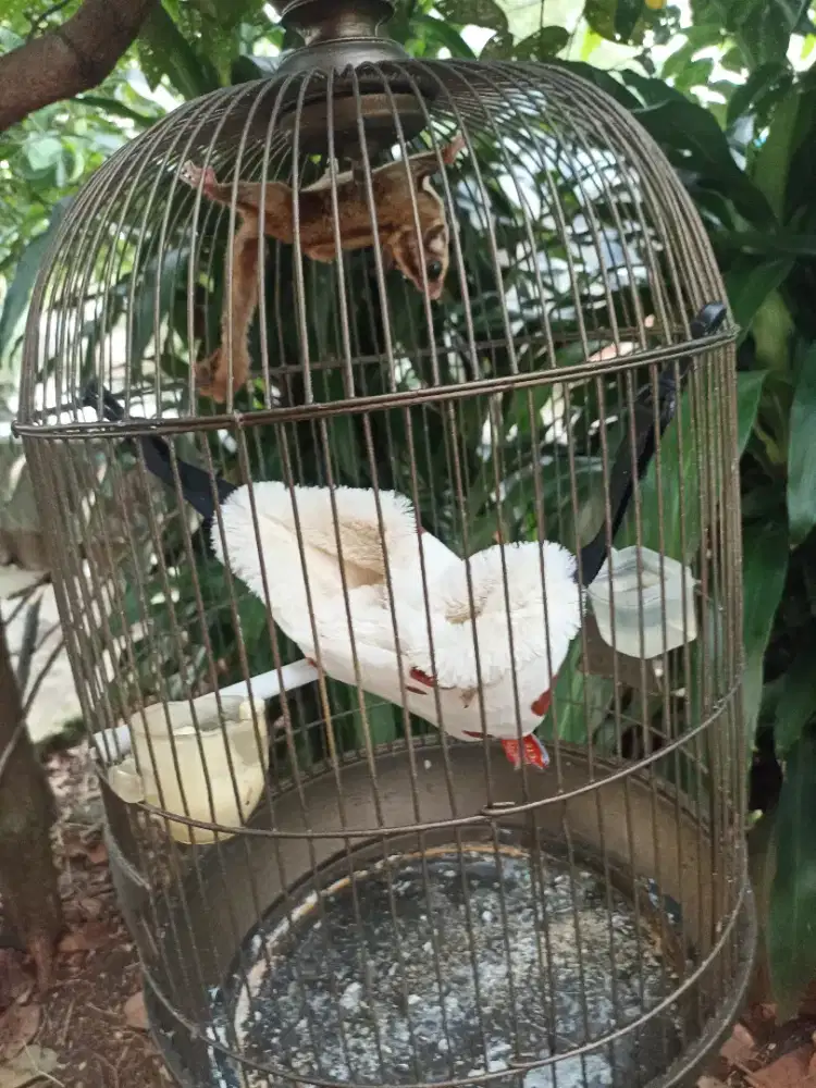 Sugar glider anakan betina