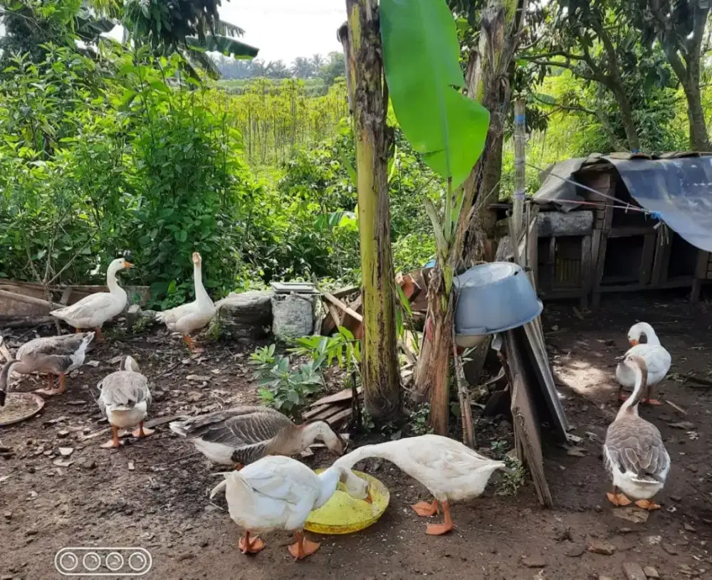 Soang angsa putih & cokelat benggala