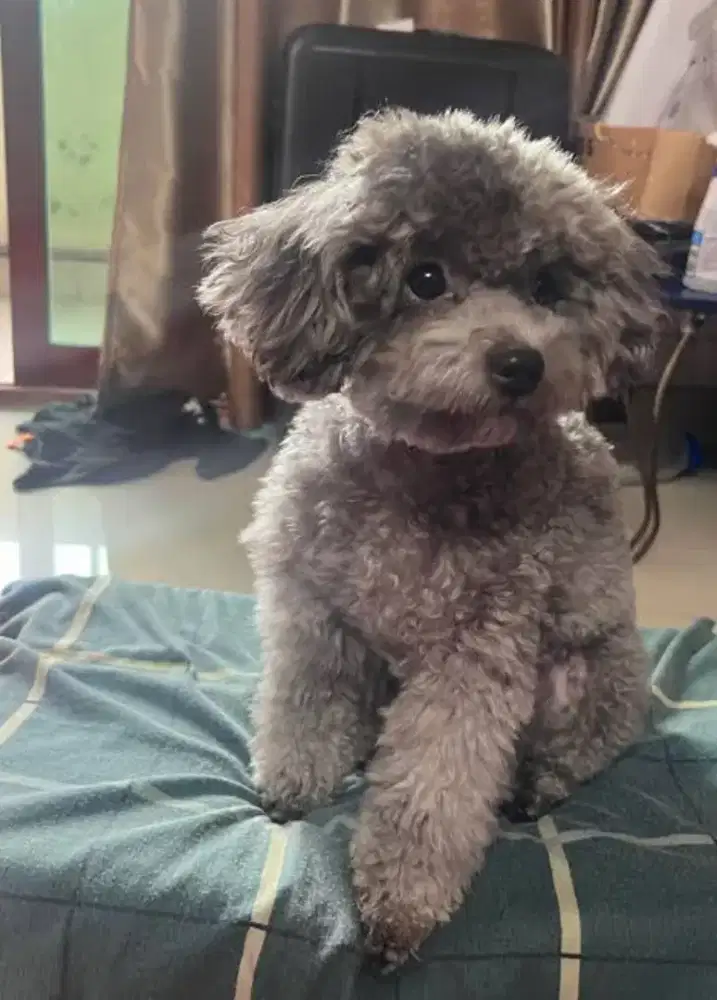 silver poodle jantan usia 1thn non surat
