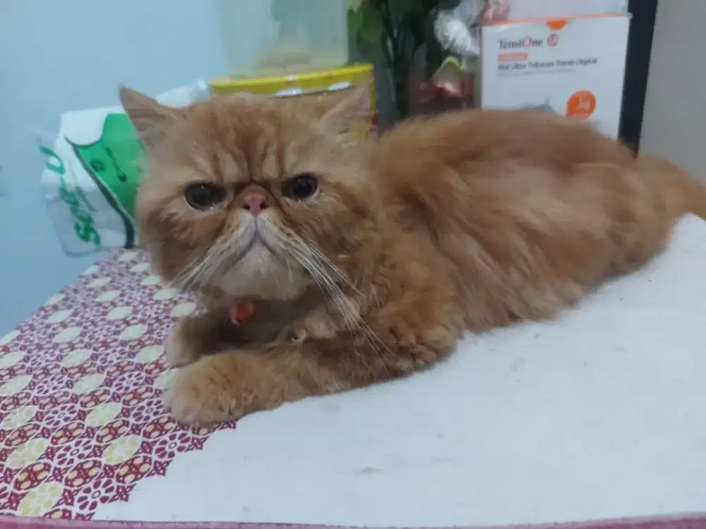 Pacak kucing peaknose