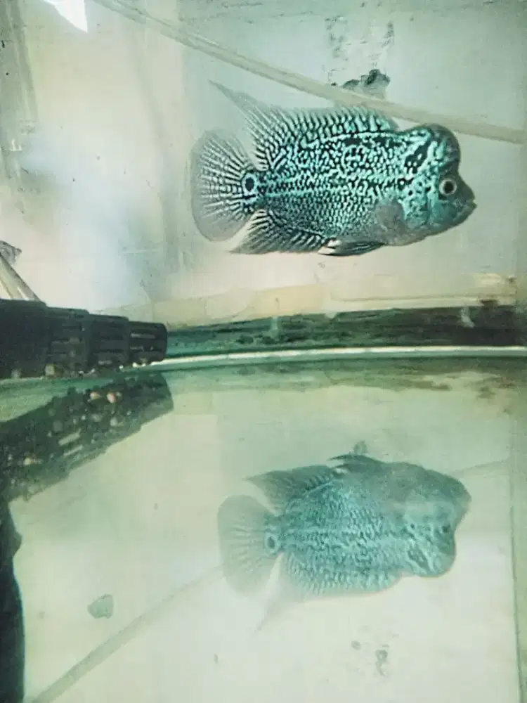 Louhan kamfa mata putih jenong