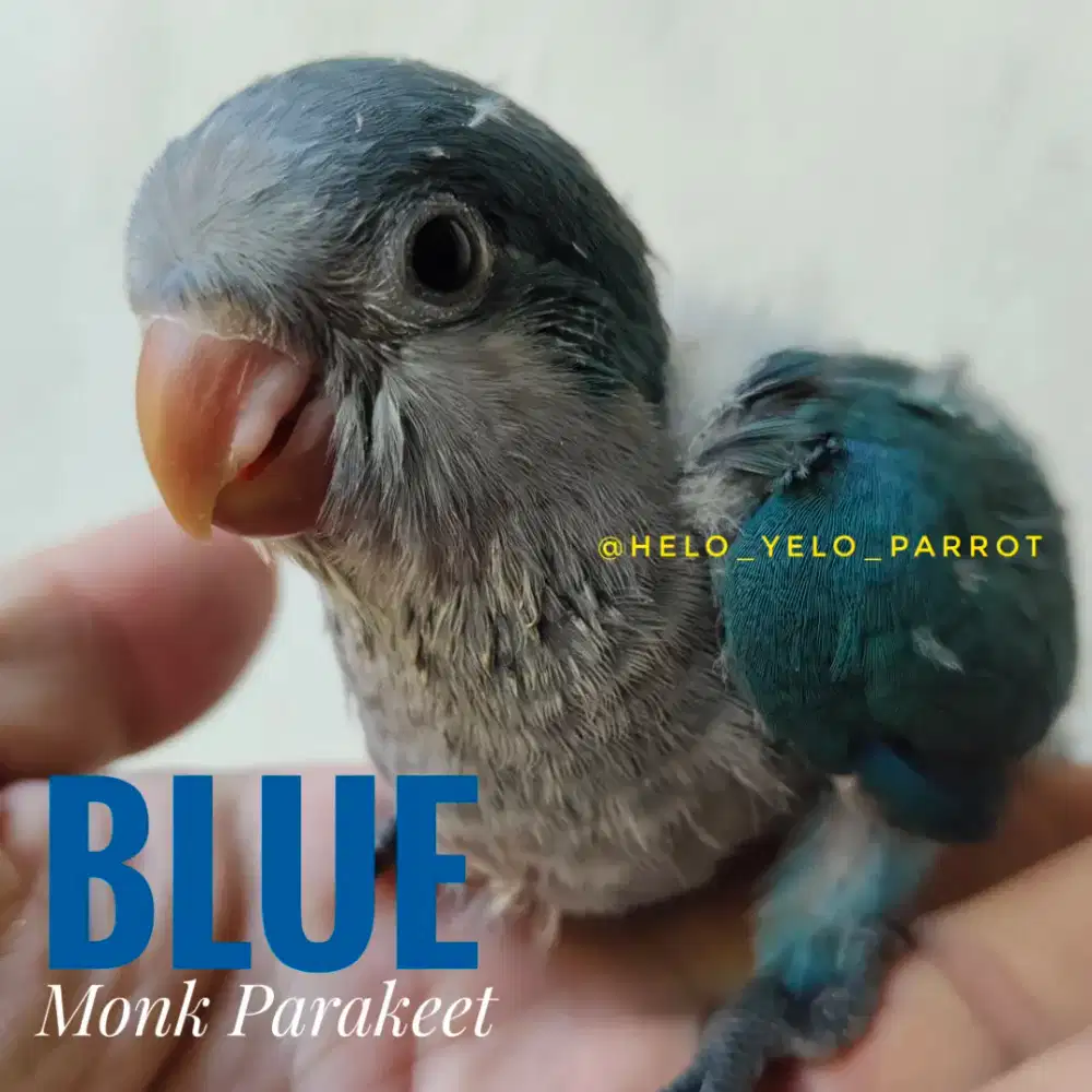 Monk Parakeet / Quaker Parrot Blue
