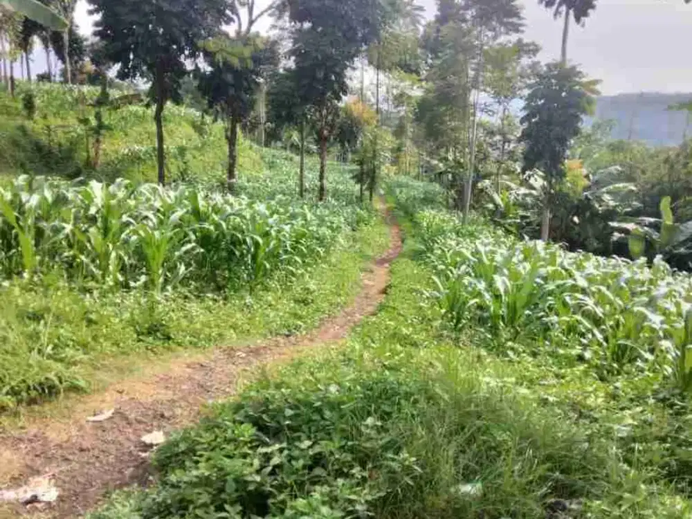 Tanah MURAH 2 Ha, masuk Fuso Tanjungsari
