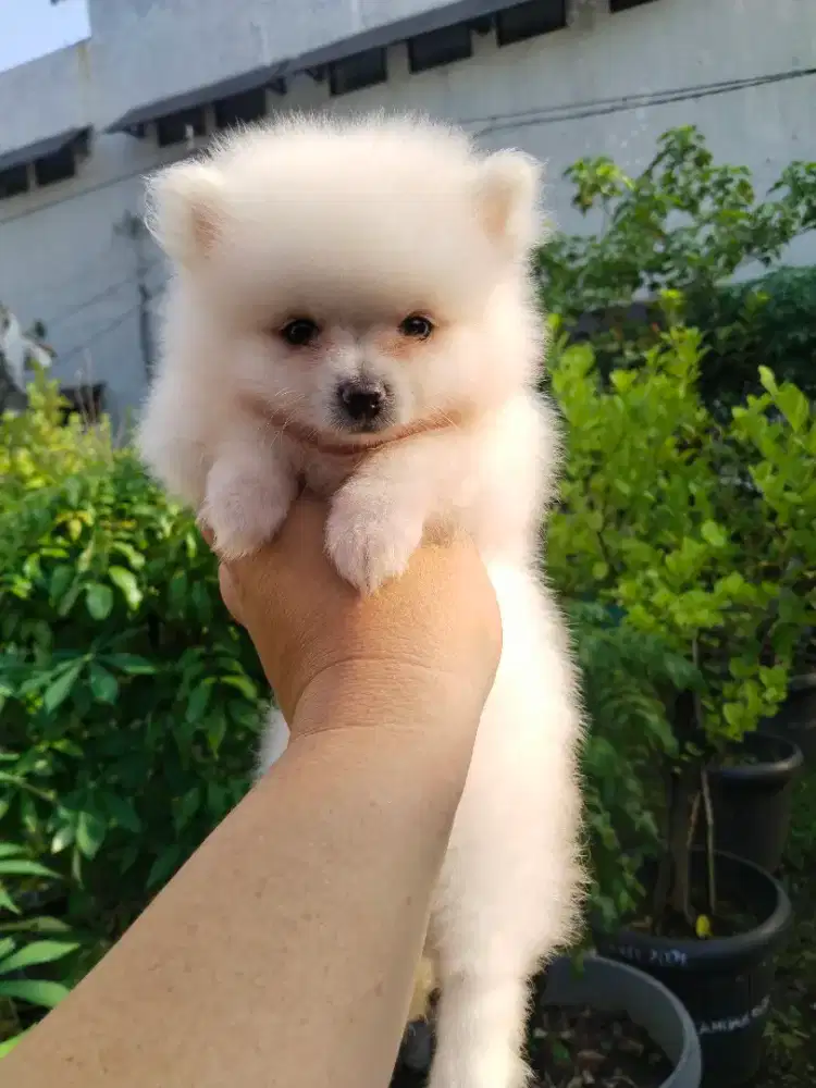 Anak anjing minipom
