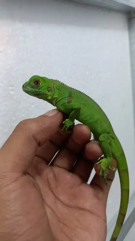 Iguana togreen baby up