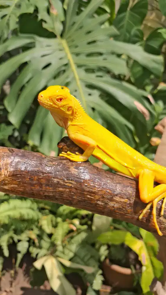 Iguana green albino