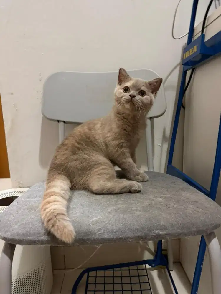 Kucing British shorthair Lilac tortie Betina bsh kucing kitten female