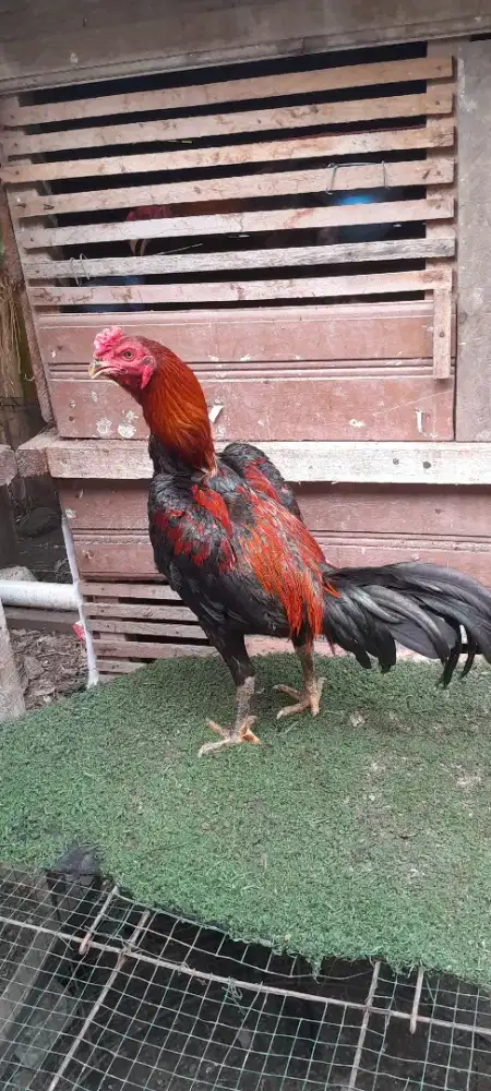 Ayam pama kuda lari