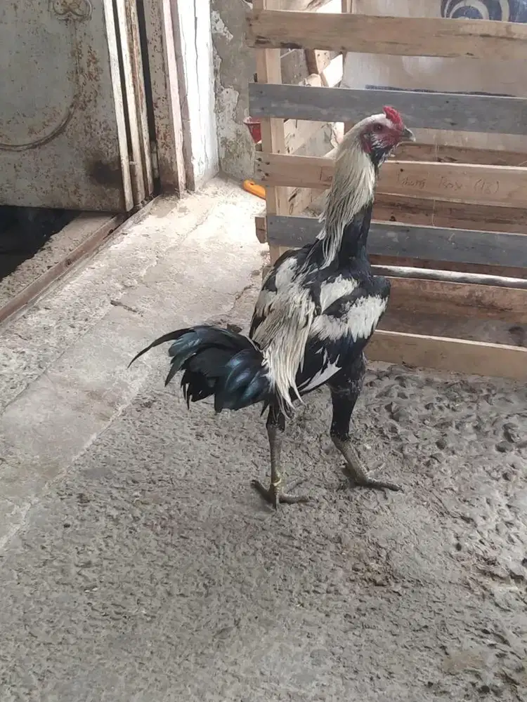 ayam pamangon (asli)