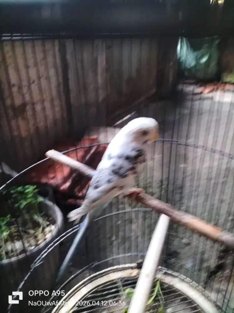 Burung Parkit dewasa